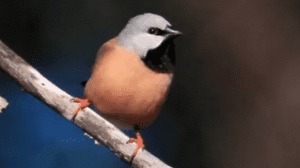 Adani black throated finch management plan approved